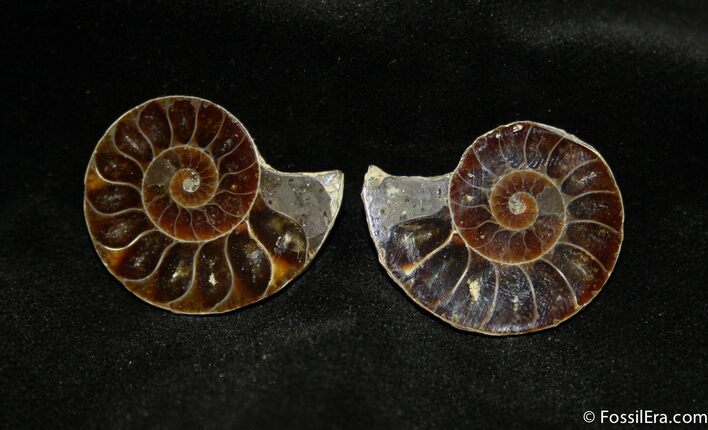 Small Desmoceras Ammonite Pair #1463